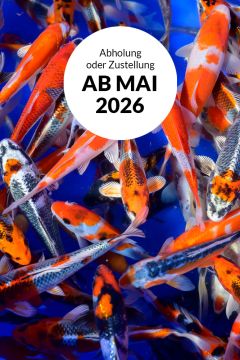 Tosai Mix 10 Stück 14-16cm